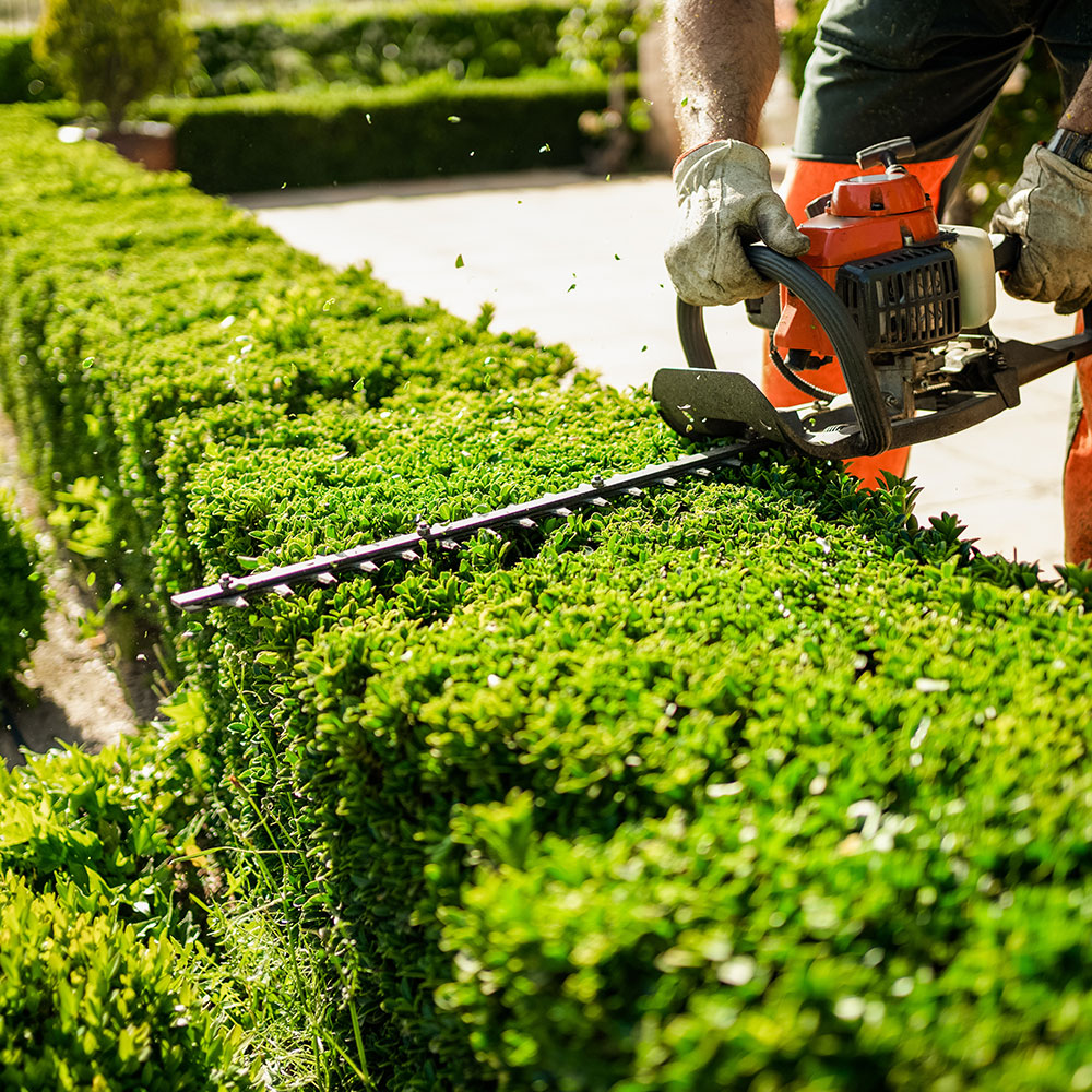 hecke-1